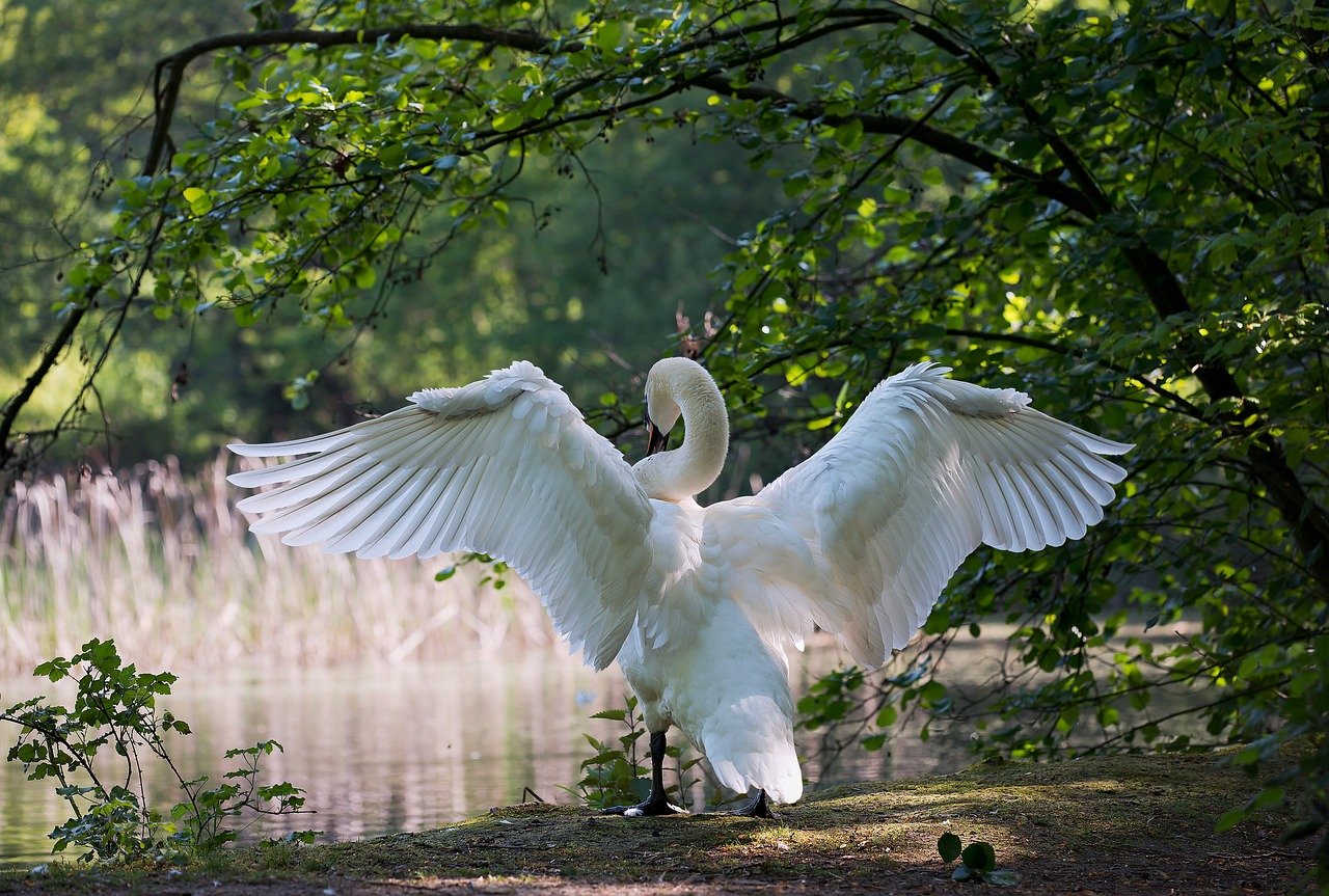 What Are The Best Parks For Birdwatching In Cleveland?